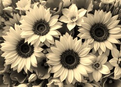 Szary + Sepia