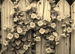 Szary + Sepia