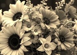 Szary + Sepia