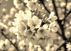 Szary + Sepia