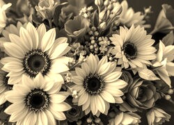 Szary + Sepia