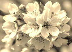 Szary + Sepia