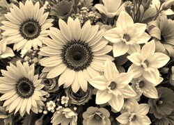 Szary + Sepia