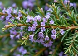 Oryginalny obrazek