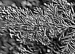 Skamielina