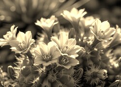Szary + Sepia