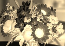 Sepia + Negatyw