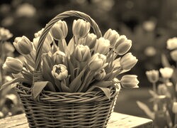 Szary + Sepia