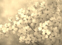 Szary + Sepia