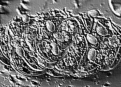 Skamielina
