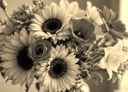 Szary + Sepia