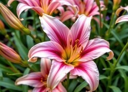 Oryginalny obrazek