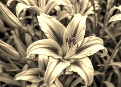 Szary + Sepia