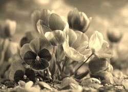 Szary + Sepia