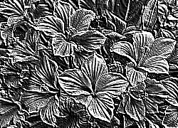 Skamielina