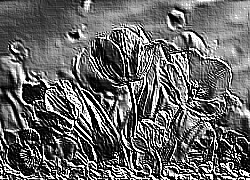 Skamielina