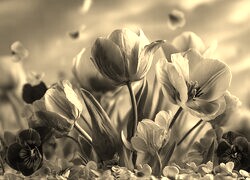 Szary + Sepia