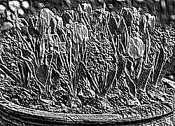 Skamielina