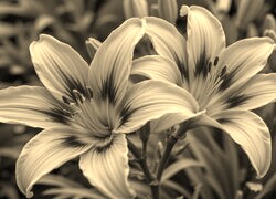 Szary + Sepia