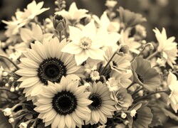 Szary + Sepia