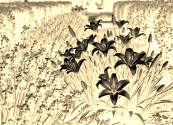 Sepia + Negatyw