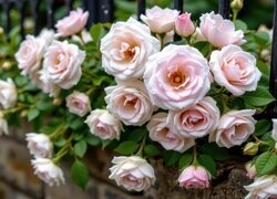 Oryginalny obrazek
