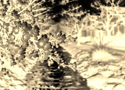 Sepia + Negatyw