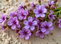Oryginalny obrazek