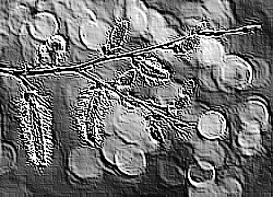 Skamielina