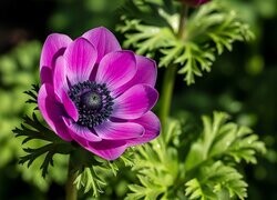 Oryginalny obrazek