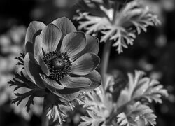 Szary
