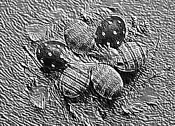 Skamielina