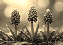 Szary + Sepia