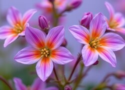 Oryginalny obrazek