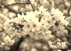 Szary + Sepia