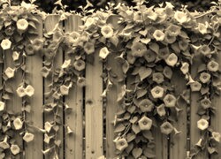 Szary + Sepia