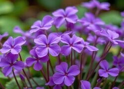 Oryginalny obrazek