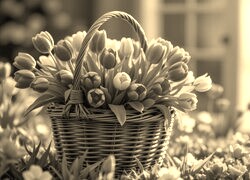 Szary + Sepia