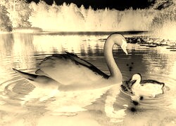 Sepia + Negatyw
