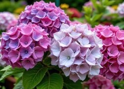 Oryginalny obrazek