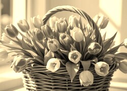 Szary + Sepia