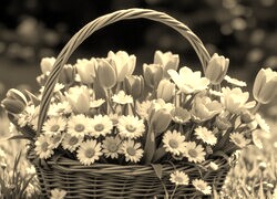 Sepia