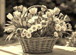 Szary + Sepia
