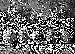 Skamielina