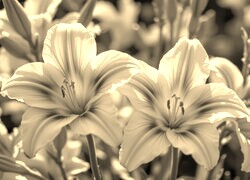 Szary + Sepia