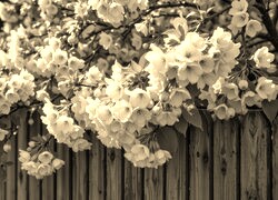 Szary + Sepia