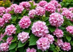 Oryginalny obrazek