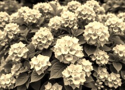 Szary + Sepia