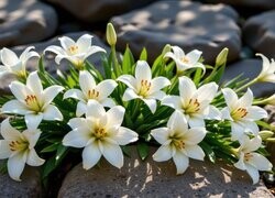 Oryginalny obrazek
