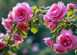Oryginalny obrazek